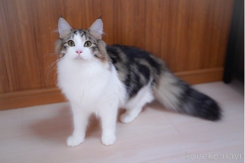 成約済の愛知県のノルウェージャンフォレストキャット-95371の4枚目